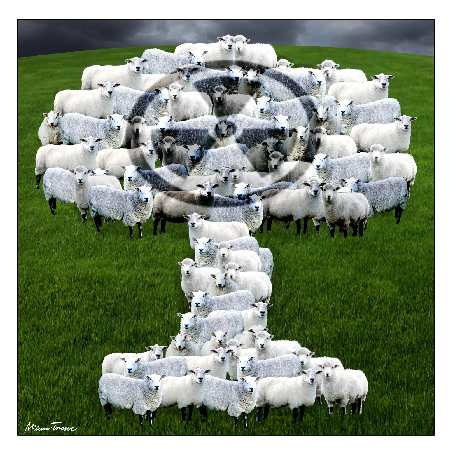 Sheep forming a mushroom cloud